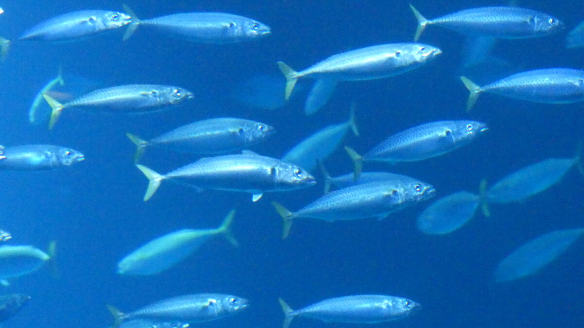 „Fast 6 Milliarden Fische, Krebstiere und Quallen werden jedes Jahr Opfer französischer Atomkraftwerke“